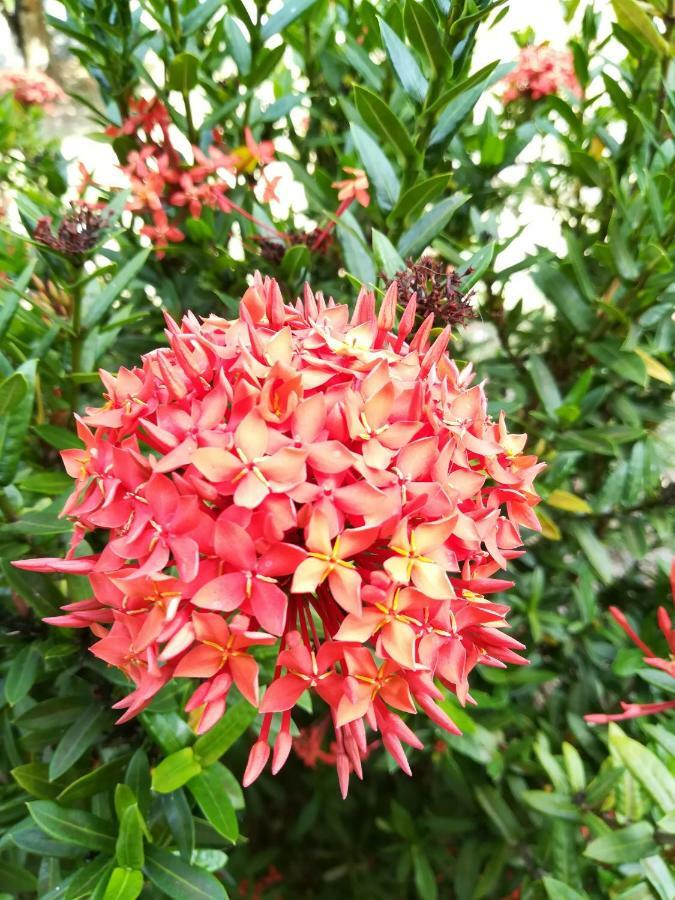 Tropical Apartments Tobago สการ์โบโร ภายนอก รูปภาพ
